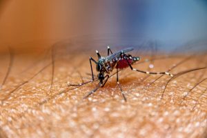 Leia mais sobre o artigo Mosquito Aedes Aegypti: saiba mais sobre este vilão da atualidade